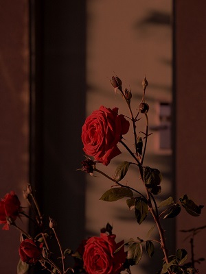 清明节,妻子让男助理代我祭祖